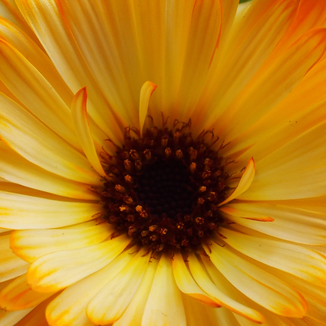 calendula flower